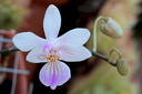 Phalaenopsis lindenii