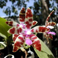 Phalaenopsis lueddemanniana