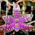 Phalaenopsis lueddemanniana