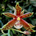 Phalaenopsis mannii