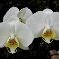 Phalaenopsis philippinensis