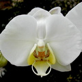 Phalaenopsis philippinensis