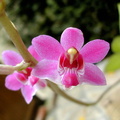 Phalaenopsis pulcherrima