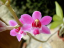 Phalaenopsis