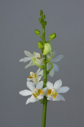 Phalaenopsis pulcherrima f.alba