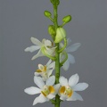 Phalaenopsis pulcherrima f.alba