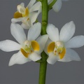 Phalaenopsis_pulcherrima_alba2.jpg