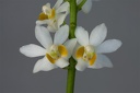 Phalaenopsis pulcherrima f.alba