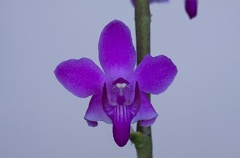 Phalaenopsis pulcherrima