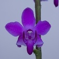 Phalaenopsis pulcherrima