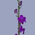 Phalaenopsis_pulcherrima_laichau2.jpg