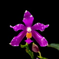 Phalaenopsis pulchra