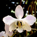 Phalaenopsis sanderiana