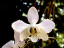 Phalaenopsis sanderiana