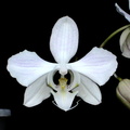 Phalaenopsis sanderiana