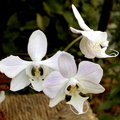 Phalaenopsis sanderiana