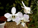 Phalaenopsis sanderiana