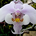 Phalaenopsis schilleriana