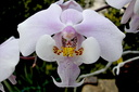 Phalaenopsis schilleriana