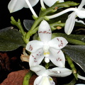 Phalaenopsis speciosa var. tetraspis