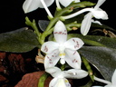 Phalaenopsis speciosa var. tetraspis