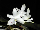 Phalaenopsis speciosa var. tetraspis