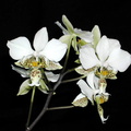 Phalaenopsis stuartiana