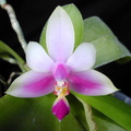 Phalaenopsis violacea