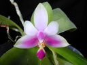 Phalaenopsis violacea