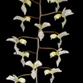 Gongora_truncata2.jpg