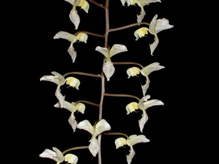 Gongora truncata