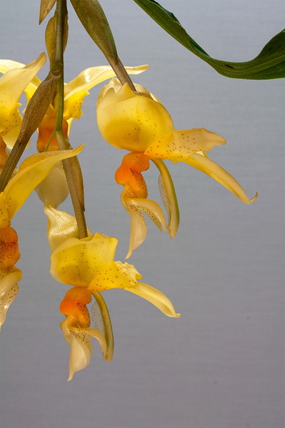 Stanhopea_graveolens11.jpg