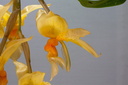 Stanhopea graveolens