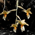 Stanhopea graveolens