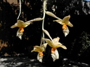 Stanhopea graveolens