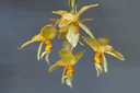 Stanhopea graveolens