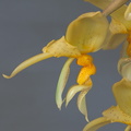 Stanhopea_graveolens24.jpg