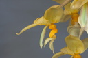 Stanhopea graveolens