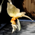 Stanhopea graveolens