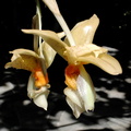 Stanhopea graveolens