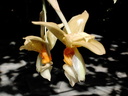 Stanhopea graveolens