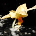 Stanhopea graveolens