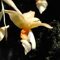 Stanhopea graveolens