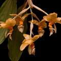 Stanhopea graveolens