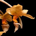 Stanhopea graveolens