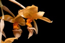 Stanhopea graveolens