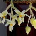 Stanhopea ruckeri