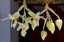 Stanhopea ruckeri