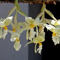 Stanhopea ruckeri