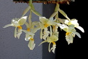 Stanhopea ruckeri